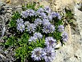 Globulariacaee - Globularia cordifolia